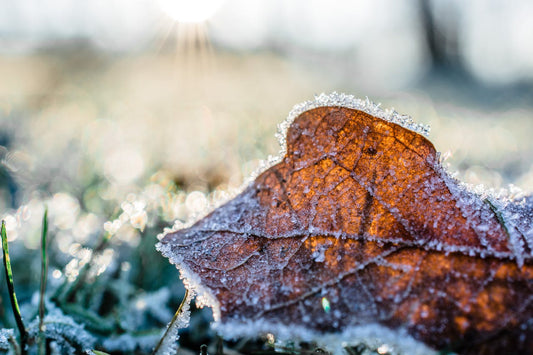 L'intérêt des compléments alimentaires en hiver : 5 raisons essentielles - SYPURE