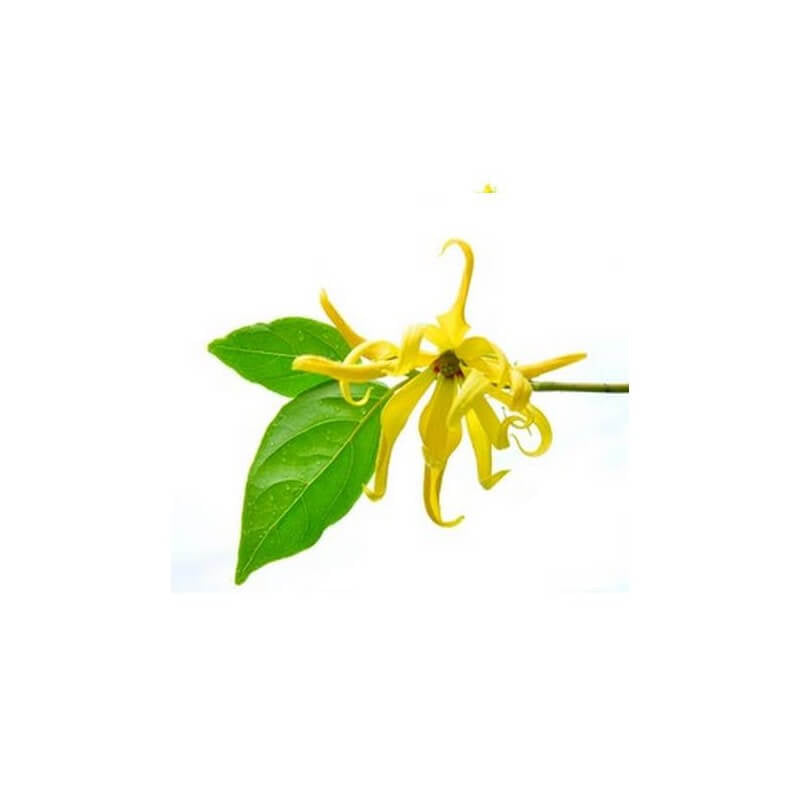 Ylang Ylang Complète - Huile essentielle 10 ml Bio